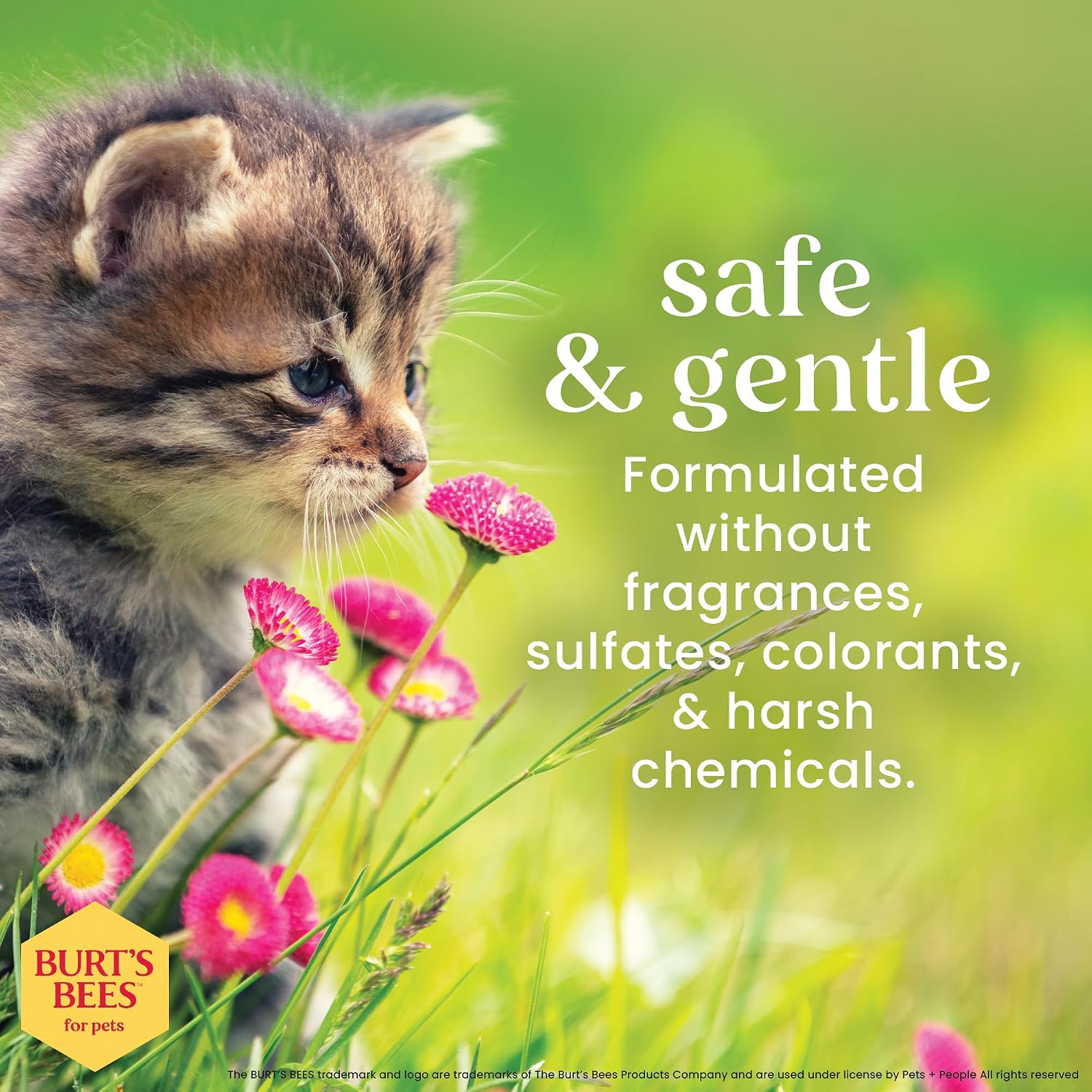 Tearless Kitten Shampoo with Buttermilk and Honey, 99% Natural Origin Gentle Cat Shampoo for Sensitive and Itchy Skin, Ph Balanced and Fragrance-Free, 10 Fl Oz