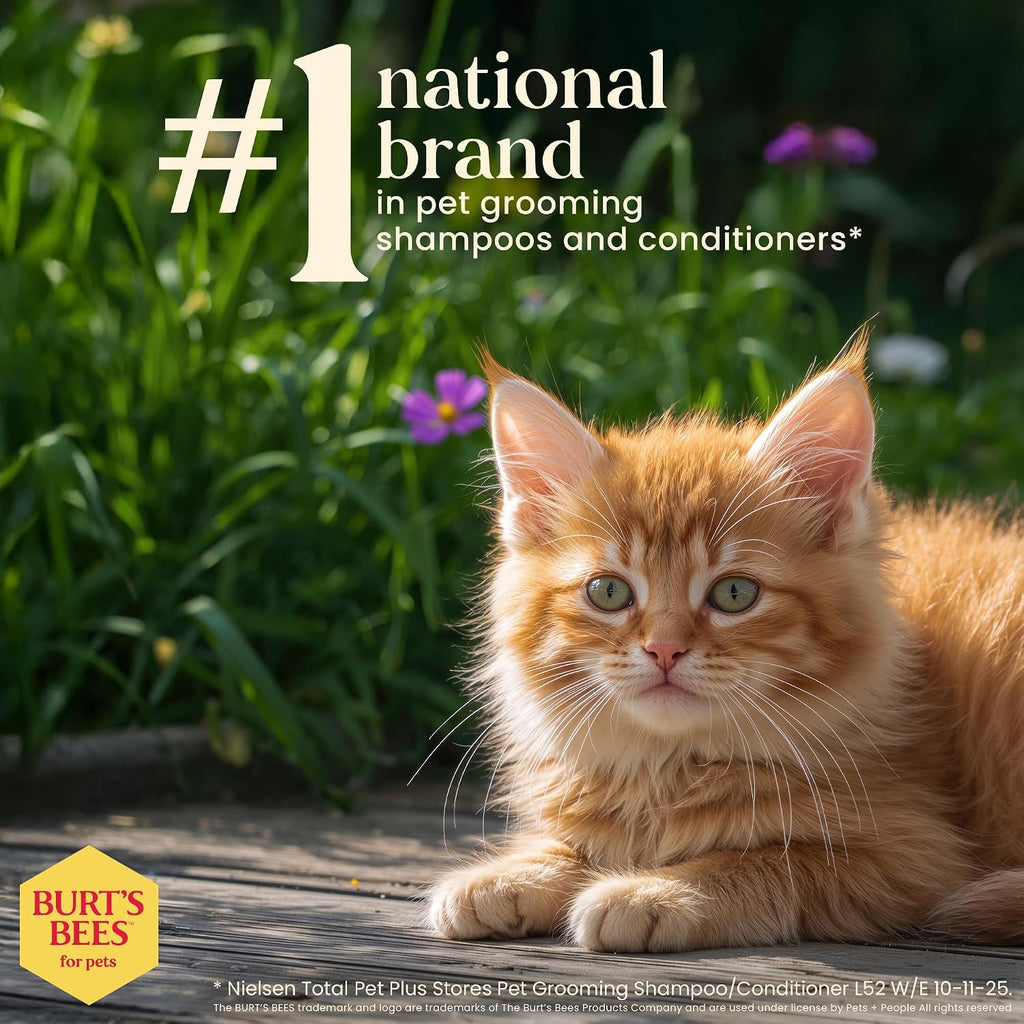 Tearless Kitten Shampoo with Buttermilk and Honey, 99% Natural Origin Gentle Cat Shampoo for Sensitive and Itchy Skin, Ph Balanced and Fragrance-Free, 10 Fl Oz